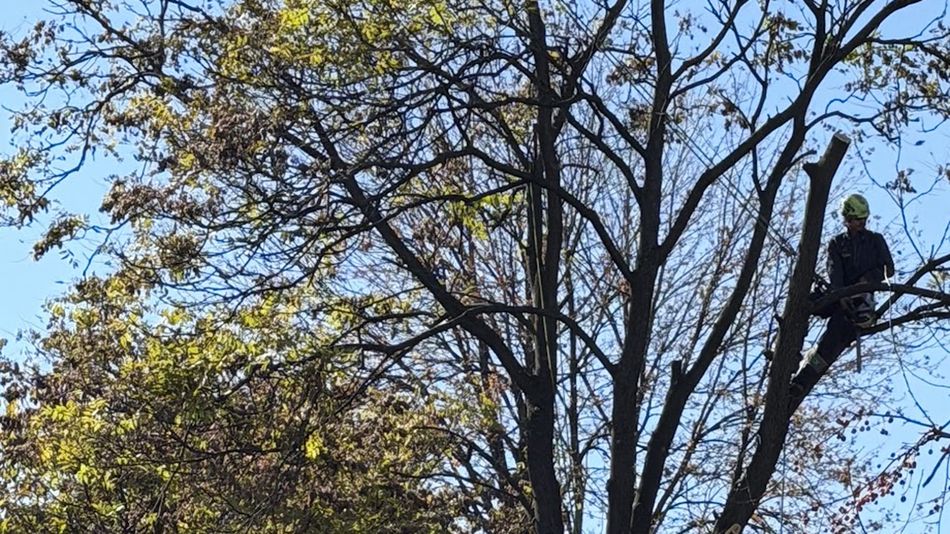 A climber in a hi-vis helmet and harness working high in the bare branches of a tall tree, against blue sky.