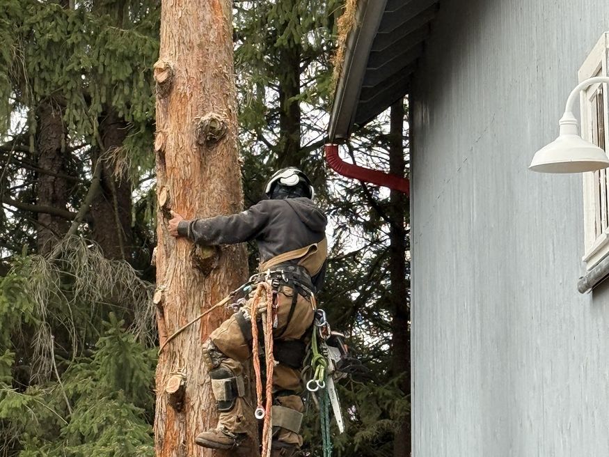 A climber in a helmet and harness, roped to a bare trunk that has been limbed up, working a few feet from the grey siding of a house.