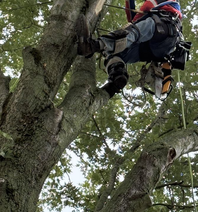 A climber roped in high in a big tree, one boot braced against the trunk and a chainsaw clipped to his harness, seen from the ground.